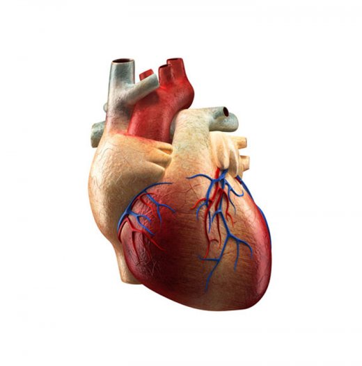 Heart